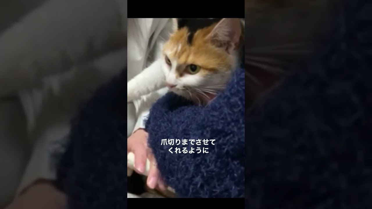 2ヶ月前まで野良猫だったミケちゃん #shorts