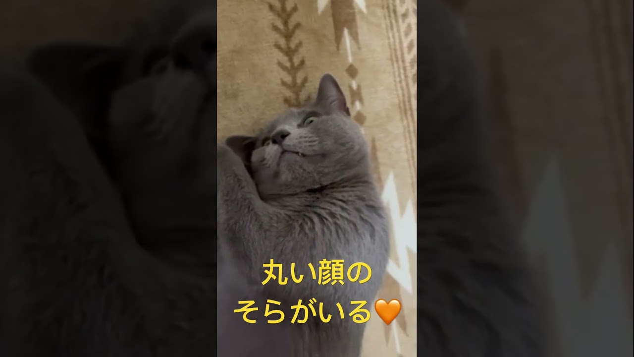 丸顔のそらちゃん😻可愛い〜🧡（ロシアンブルー）#shorts