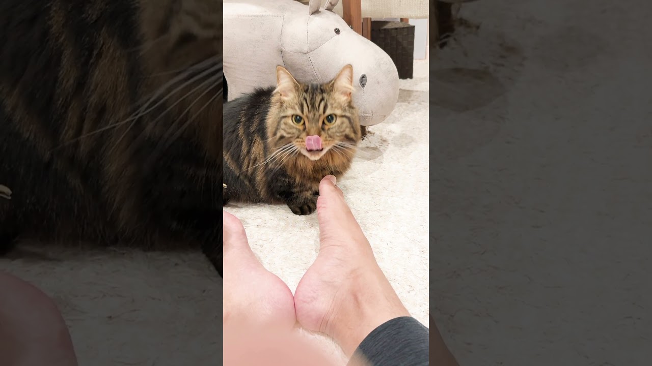 足の臭いを嗅いで絶望w【マンチカンのアーサー】 #Shorts