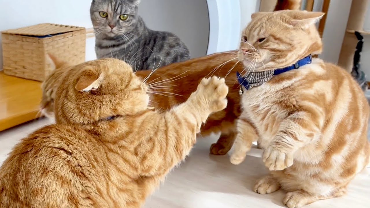 お気づきでしょうか？ #猫 #マンチカン