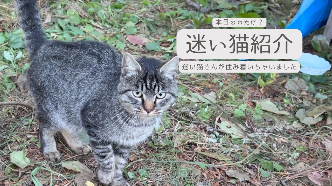 【ラグドールのわたげ】迷い猫さんの紹介動画です