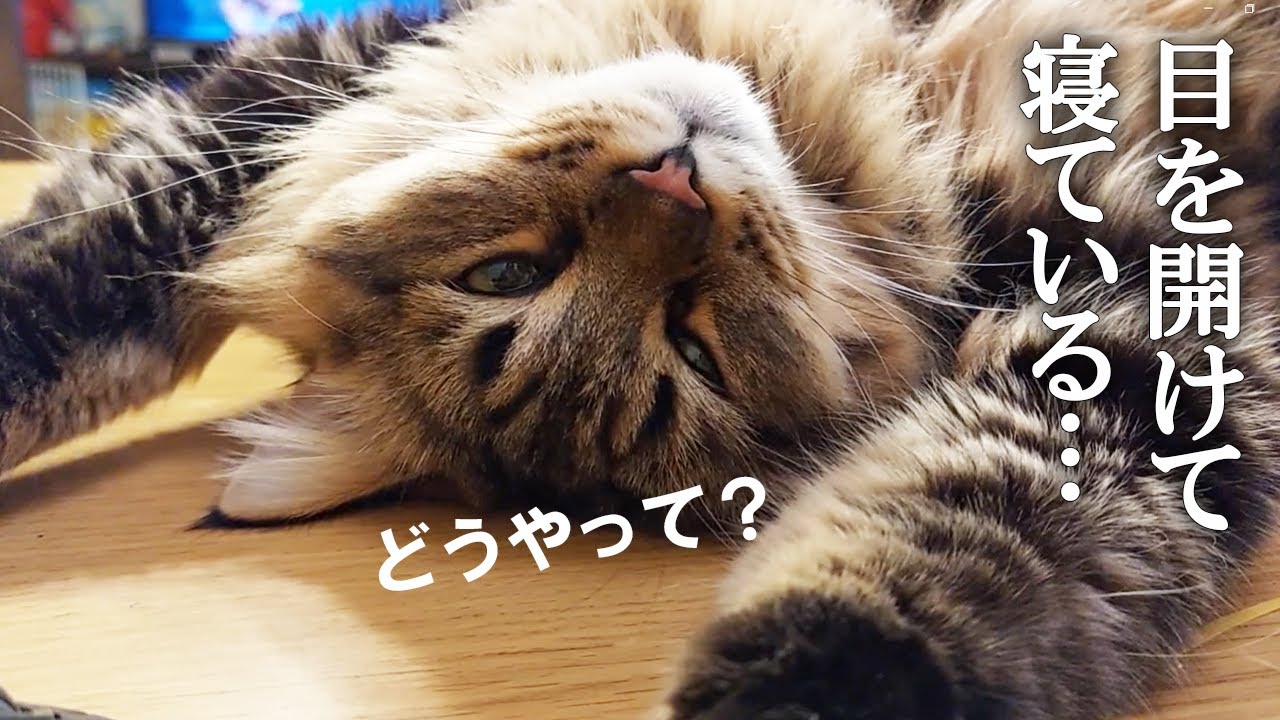 目を開けて爆睡するサイベリアン　#リオン #サイベリアン