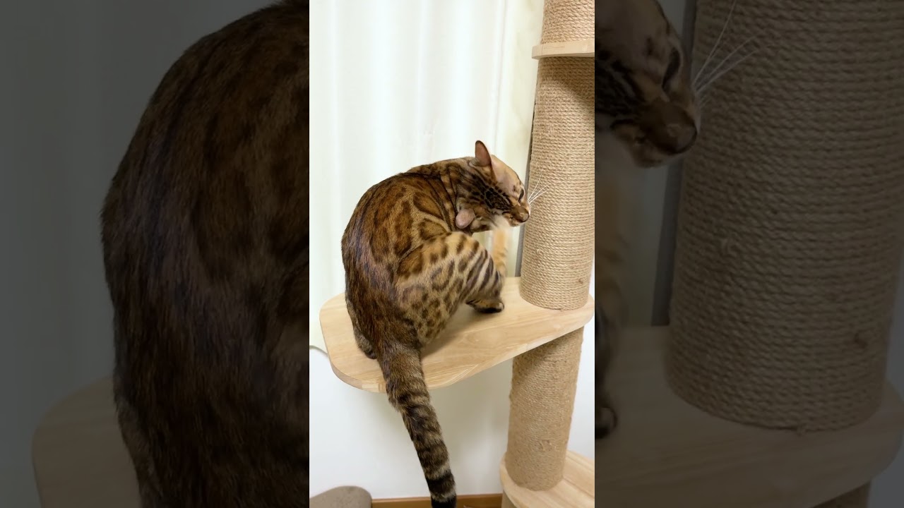 キャットタワーののぼり方が個性的なベンガル猫 #shorts #ベンガル #猫