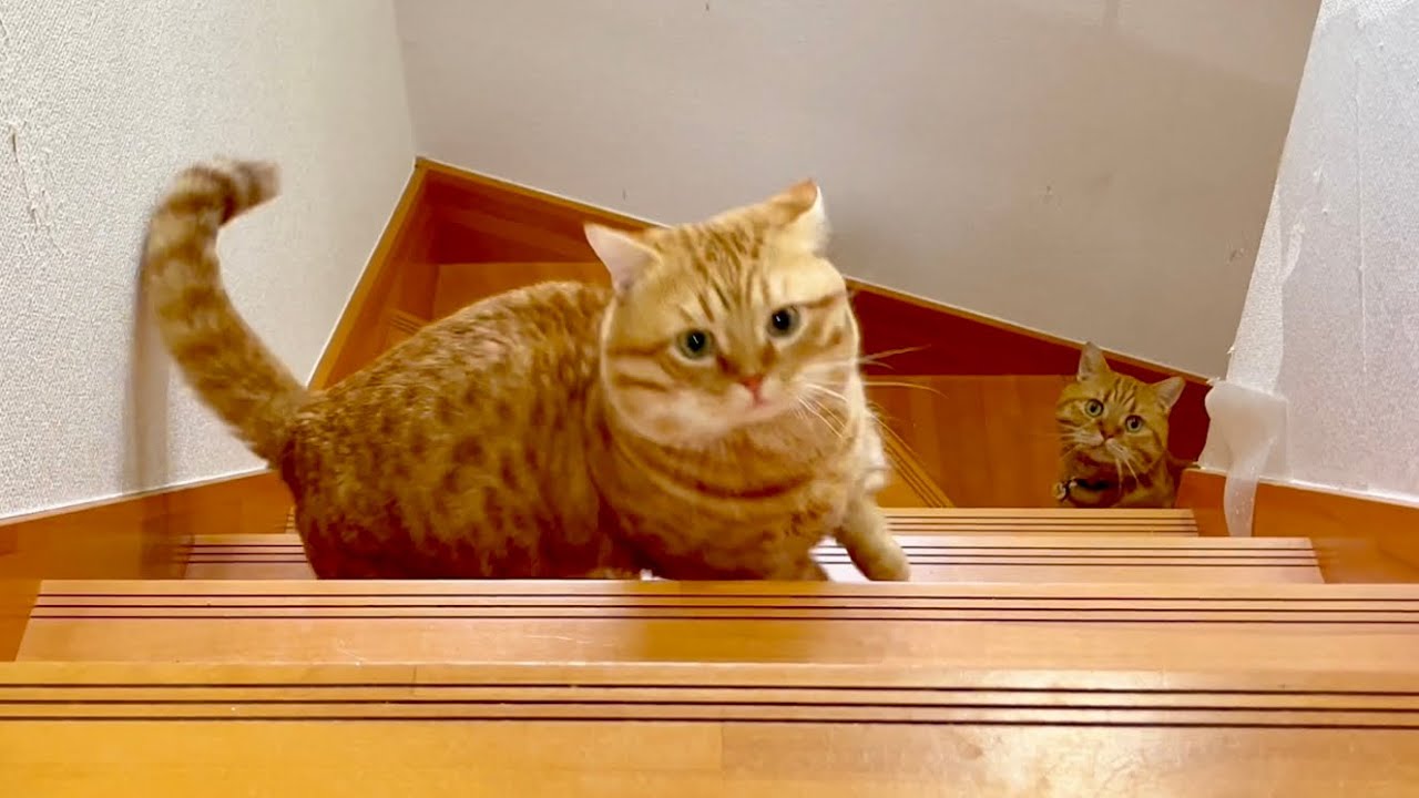 『ごはんだよー！』  #猫 #マンチカン