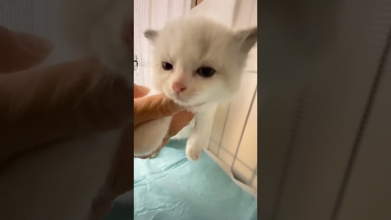 ラグドール ブルーポイントバイカラーの男の子♪