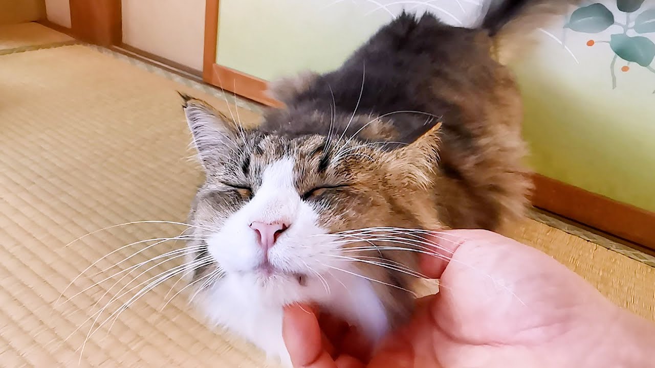 わが家の3匹目の子猫がデカすぎた😸【道路のずぶ濡れ子猫保護6日目】