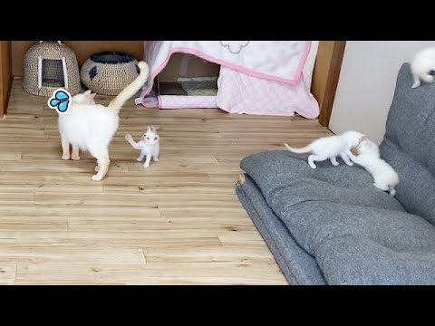 子供たちが自由すぎて心配する母猫
