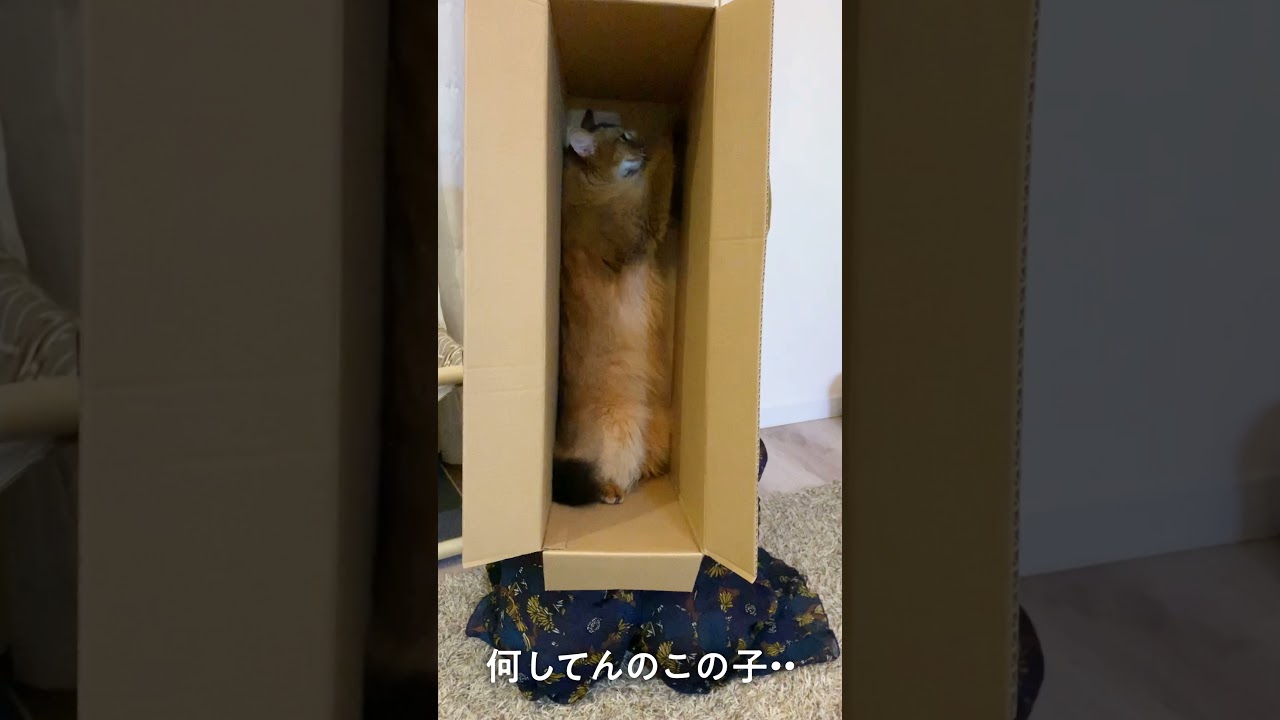 #176　ソマリの標本〜しゃりしゃり図鑑〜