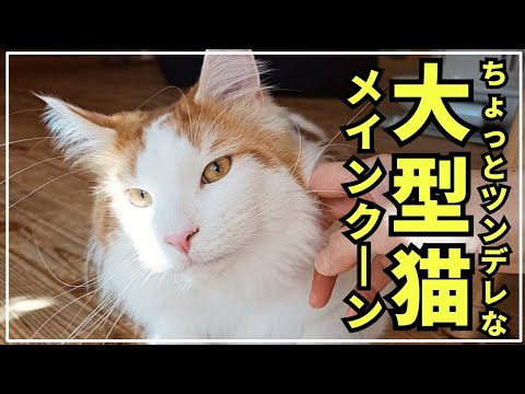 ツンデレな大型猫メインクーンがいる幸せな日常 life with mainecoon cat