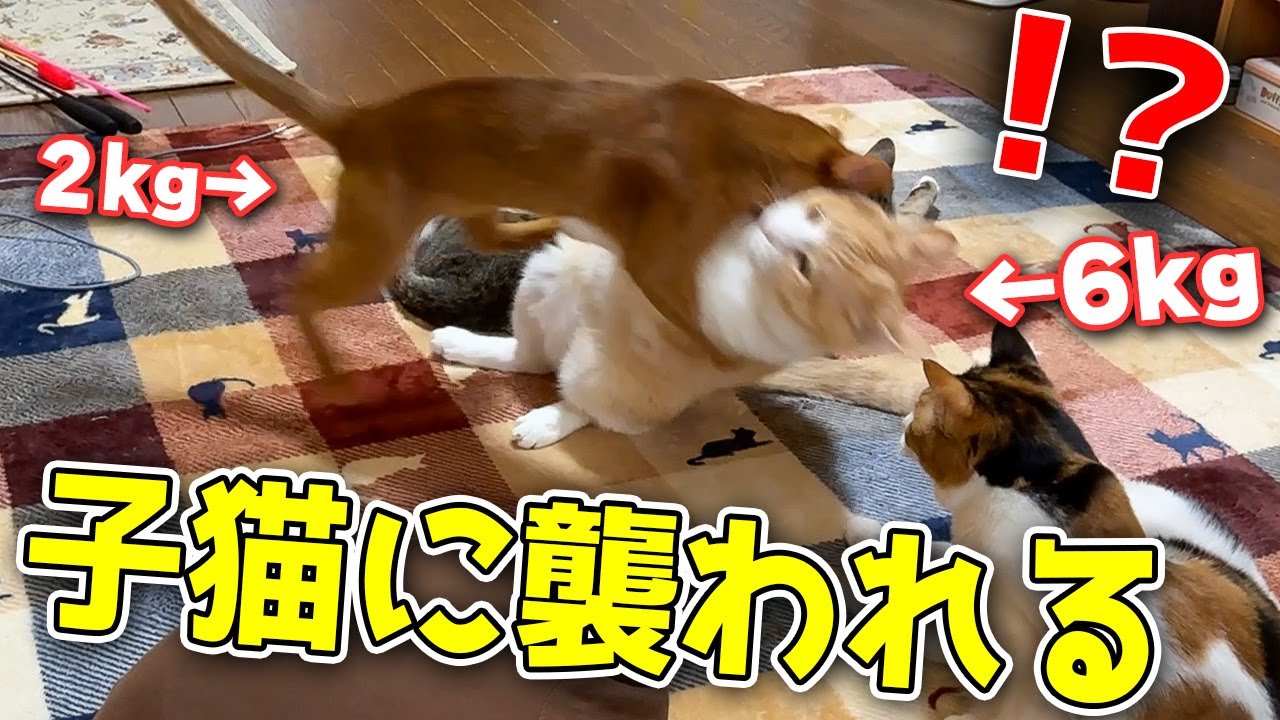 ぽっちゃり猫が体重差4kgの子猫と相撲をしてボロ負けしてしまいました…