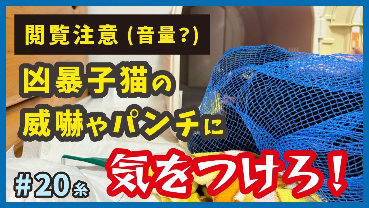 【凶暴 保護 子猫】触ると危険！鳴き声の可愛さに油断すると、危険な威嚇や猫パンチが飛んできます…汗。【もふもふ兄弟・糸20】/cat and police