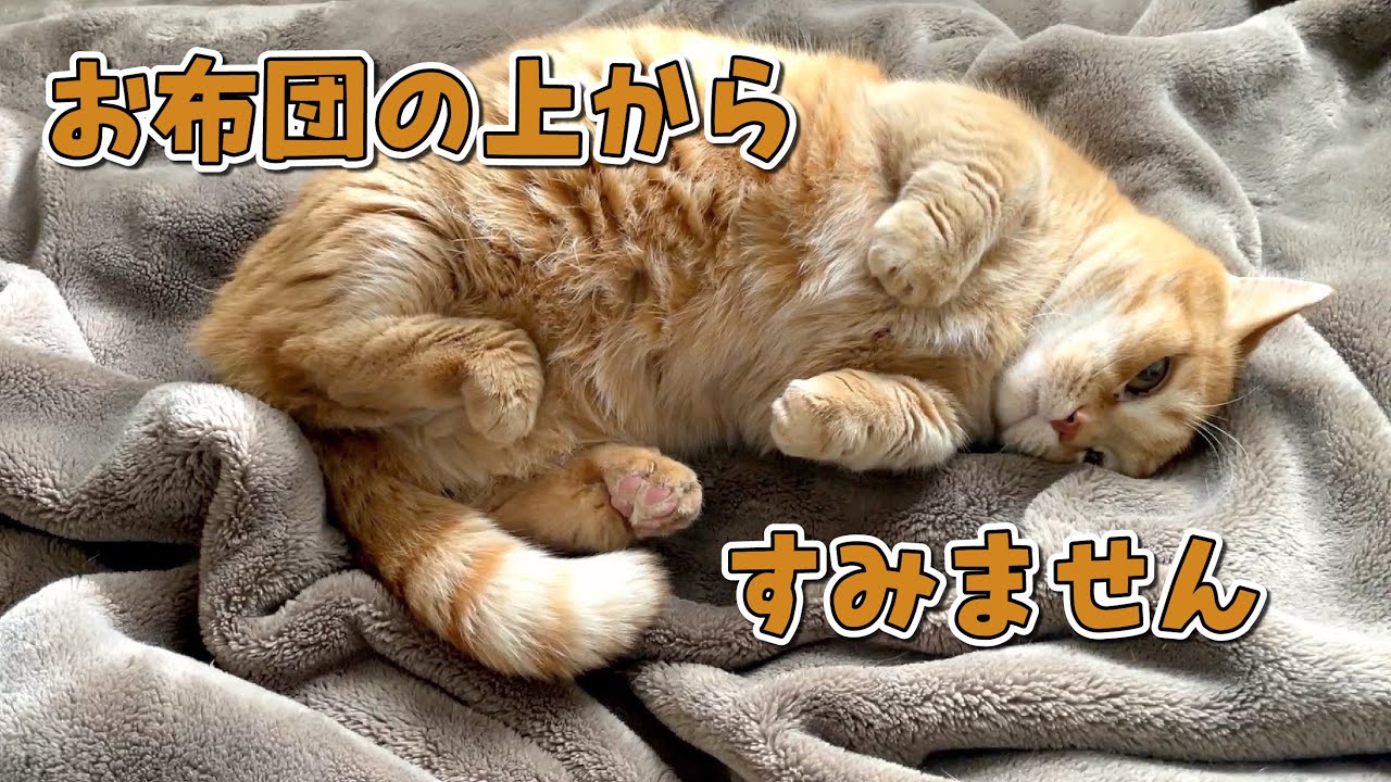 お昼寝の時間に帰宅したらお出迎えガチ勢の愛猫がこうなってましたw