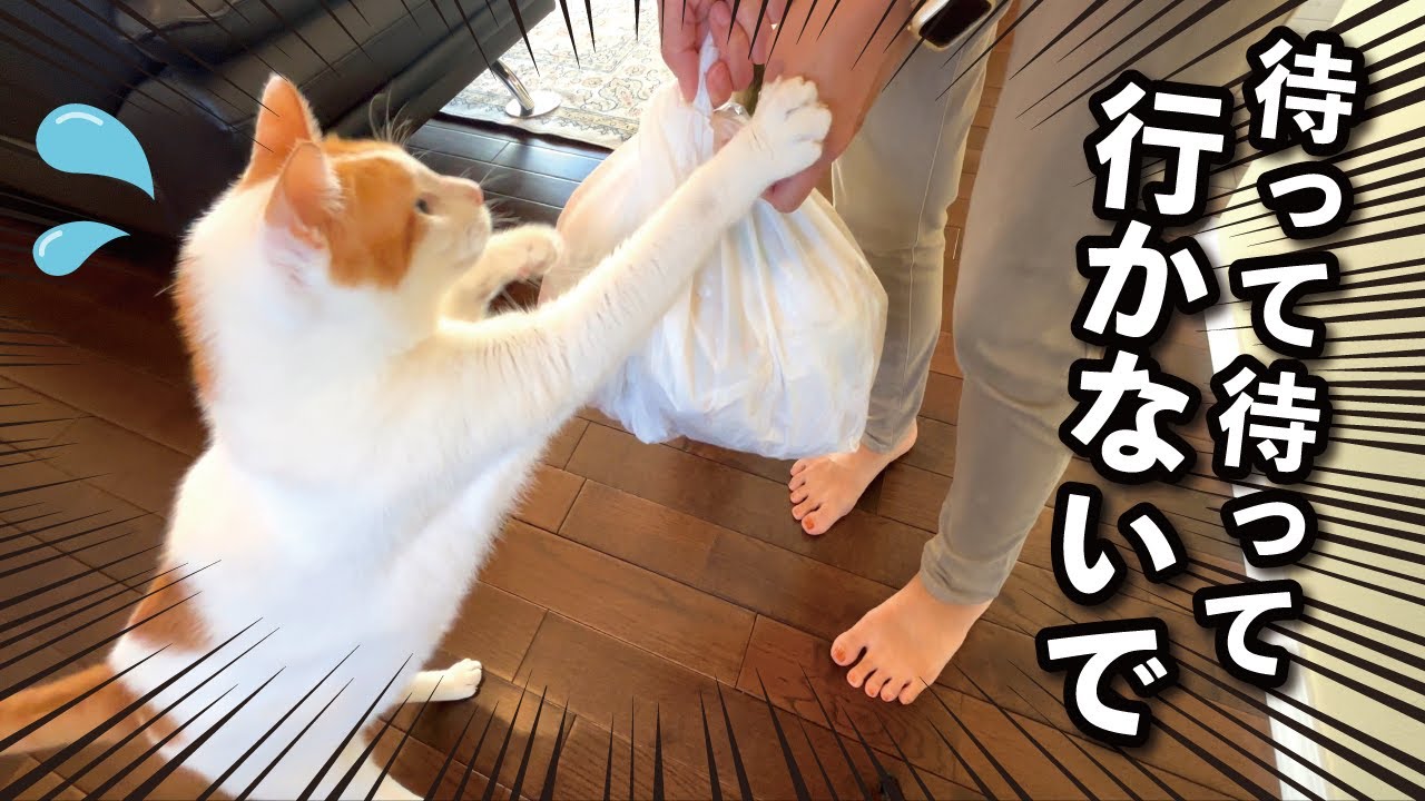 【甘えんぼ猫】ゴミ捨てに行くだけなのに猫がこうなりました…