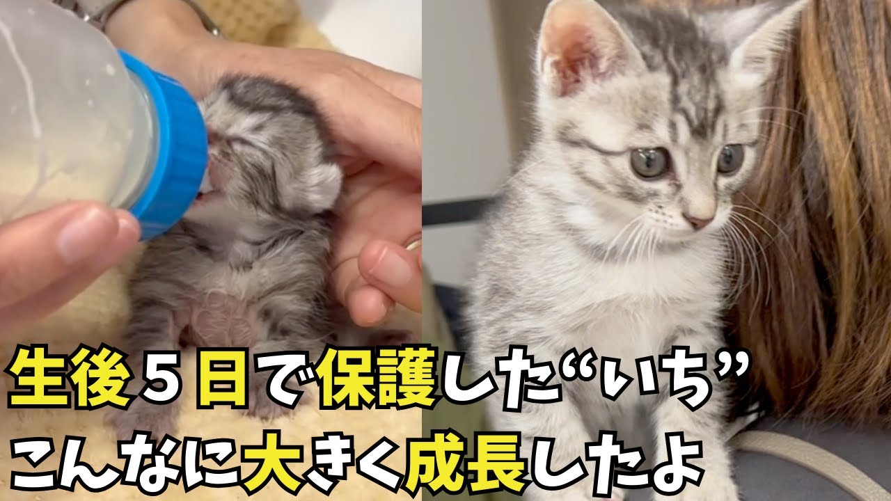 生後５日で保護した”いち”