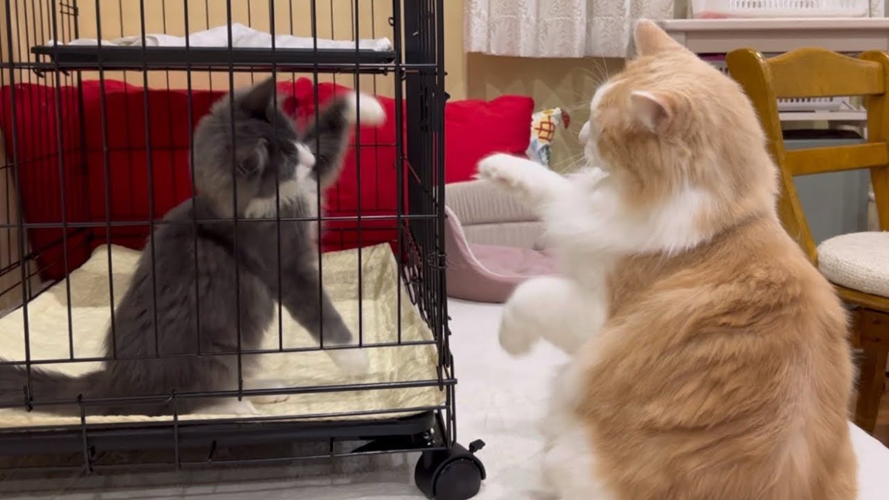 【仔猫】ケージ越しに仲良くなった仔猫ターキッシュアンゴラと大猫たち♡♡♡