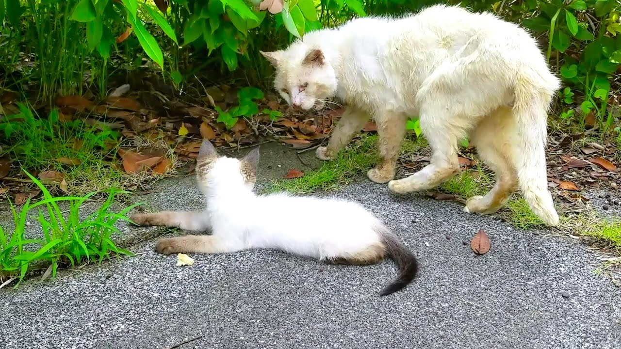 大きなお爺さん猫に場所を譲ってあげるシャム子猫🤩