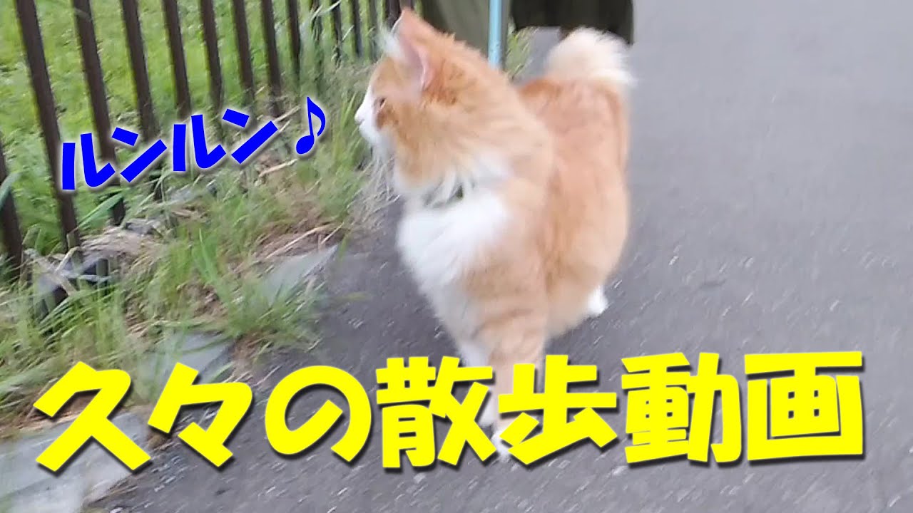 [ライムの日記]ノルウェージャンフォレストキャット☆久々の散歩動画