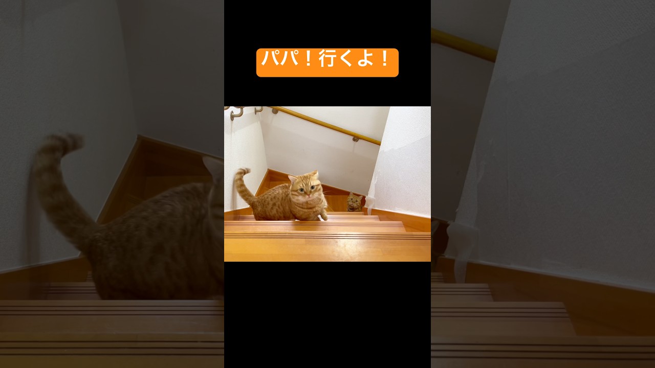 パパ！行くよ！ #猫 #マンチカン #shorts
