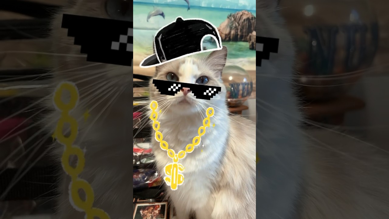 猫ギャングのパラダイス😎  #ラグドール #cat #猫 #shorts