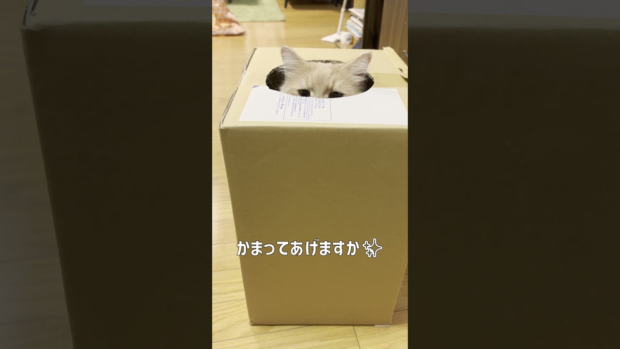 猫を喜ばせるのって難しい…【サイベリアン】 #shorts