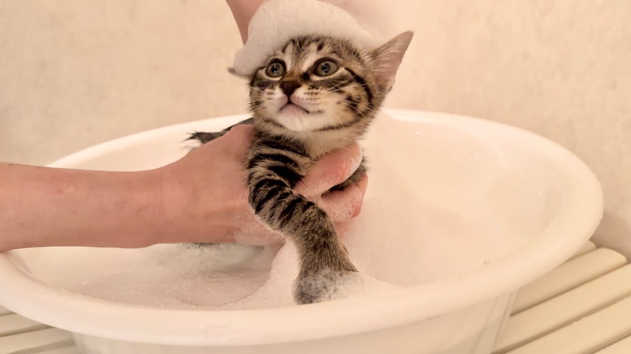 生後57日 初めてのシャンプーに挑戦する子猫【山菜兄妹#52】Kittens shampooing for the first time in their lives.