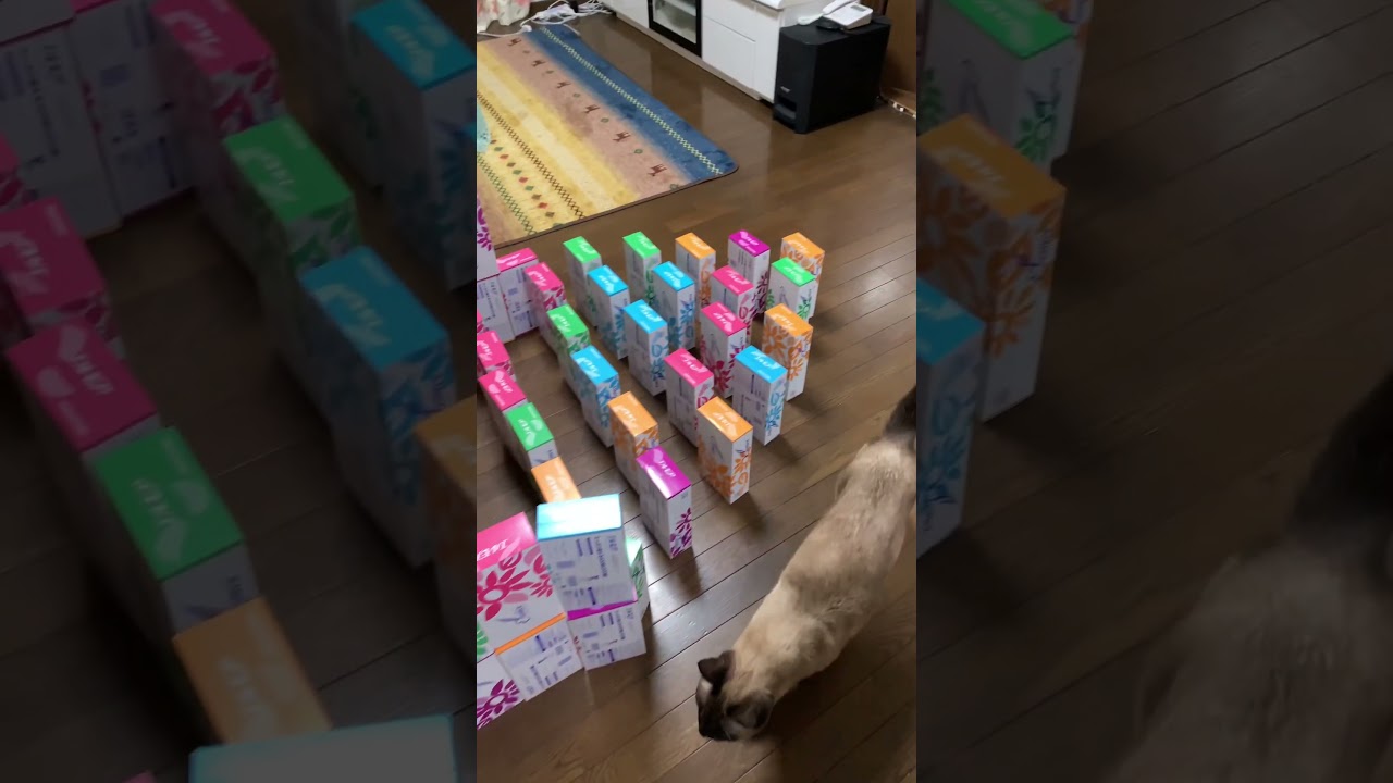 15 シャム猫　にゃーす　シニア猫12歳♂ #shorts #シャム猫 #cat