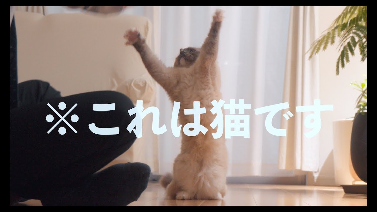 遊んでる時のラグドールが面白いw　#猫 #ラグドール #ragdollcat