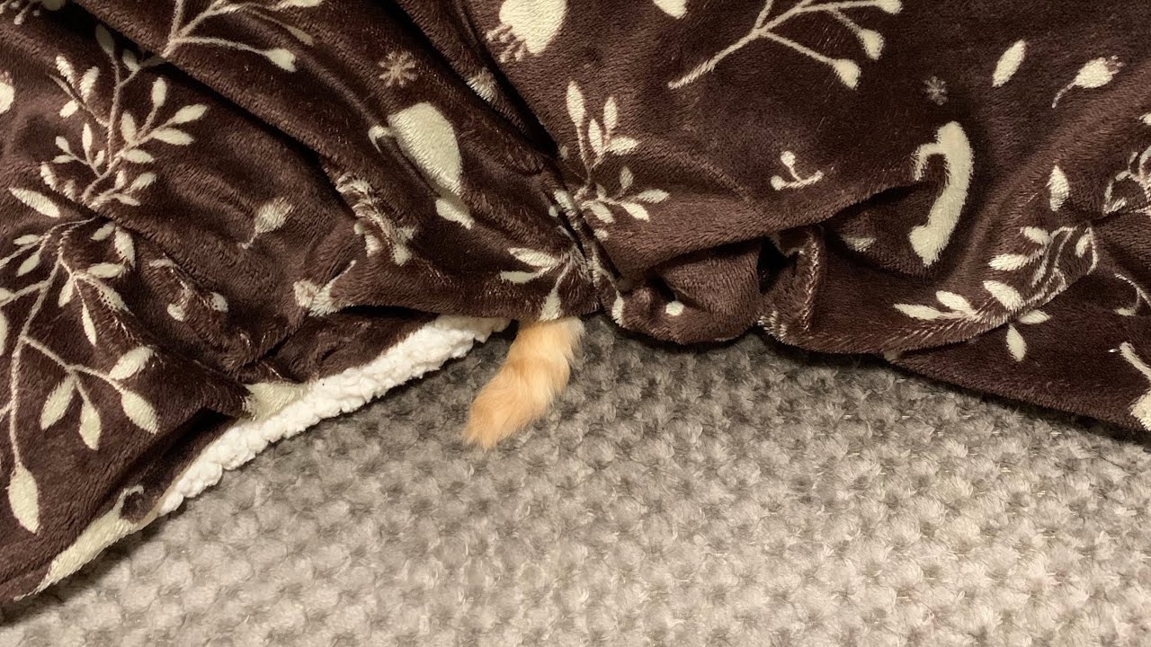 デボンレックス兄がこたつからかわいい尻尾を出しています(Devon Rex cat tail is so cute)