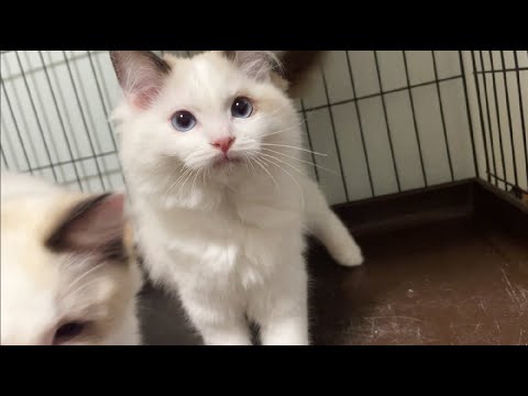 【ラグドール】シールポイントの双子ちゃん【お迎え募集中】