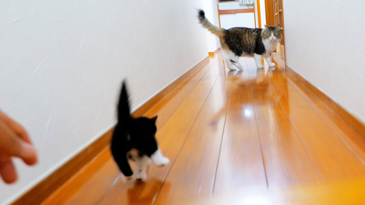 あっ‼手からすり抜けた子猫が猛ダッシュでボス猫を‼【道路のずぶ濡れ子猫保護6日目】