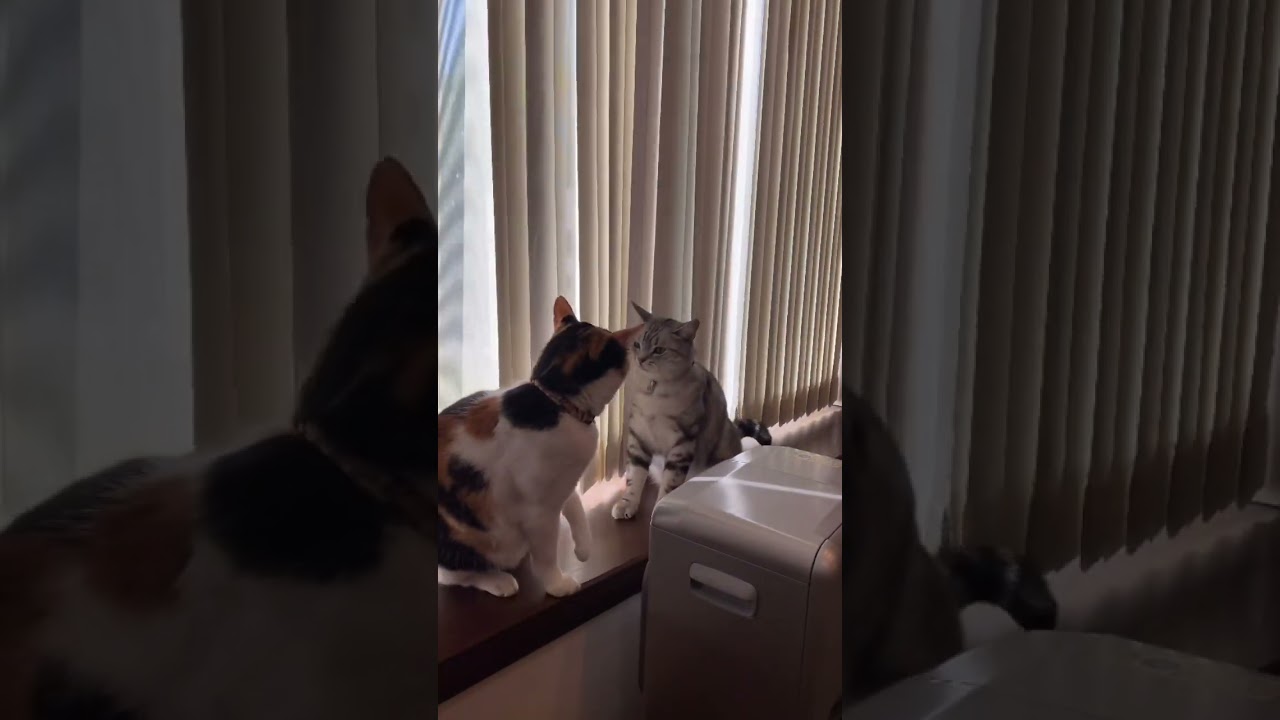 やめろや😽 #アメリカショートヘア #三毛猫 #アメリカンショートヘアー #猫のいる暮らし #アメリカンショートヘア #保護猫