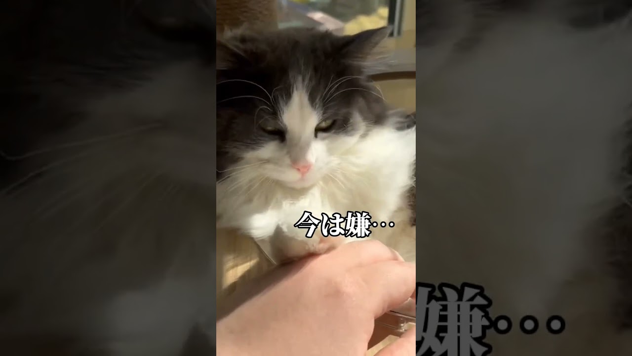 絶対に撫でさせてくれないサイベリアン #猫動画