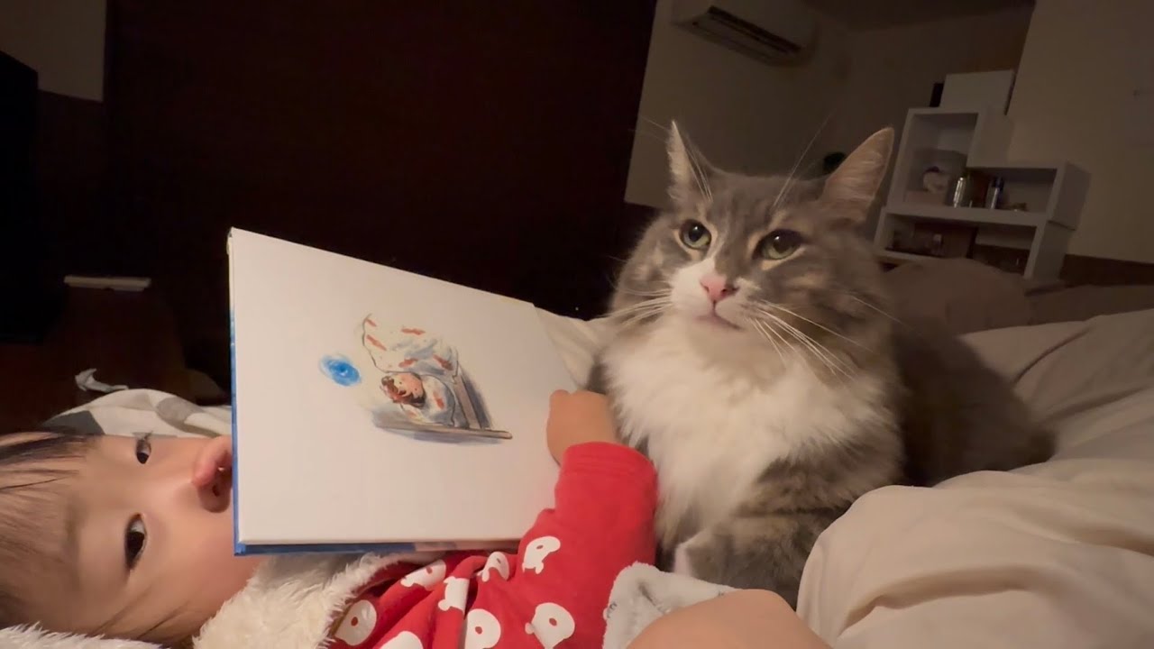 旅行帰りの家族をお出迎えする猫　ノルウェージャンフォレストキャット　ラガマフィンA cat welcomes a family returning from a trip.