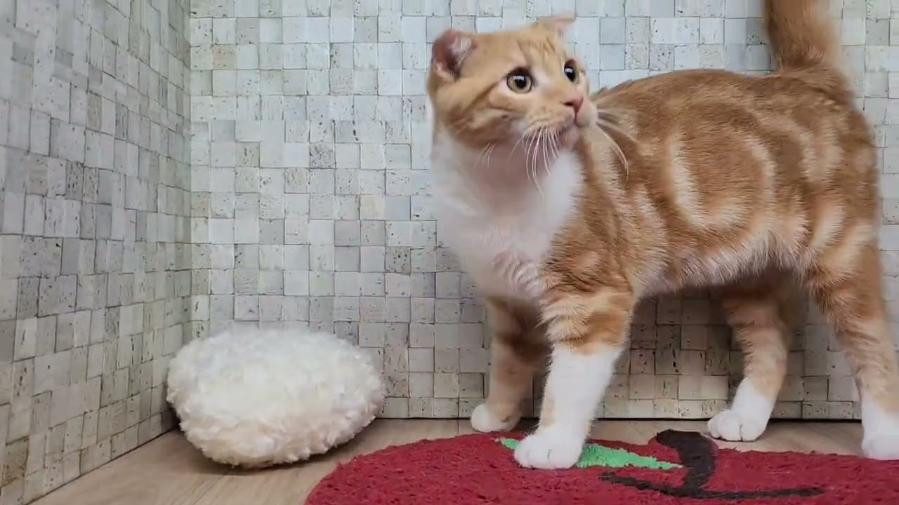 Coo&RIKU　No00647518スコティッシュフォールド