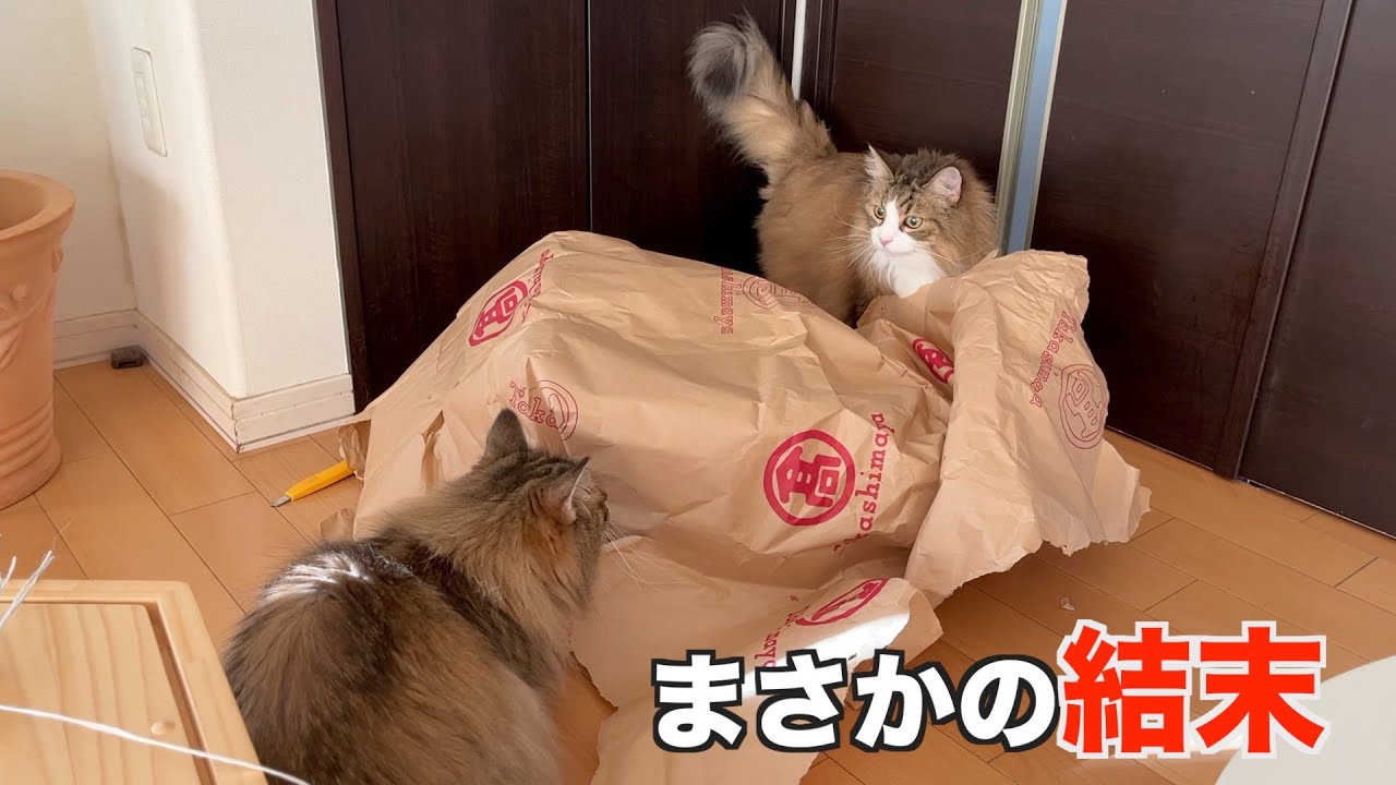 父VS娘のまかの結末★ノルウェージャンフォレストキャット
