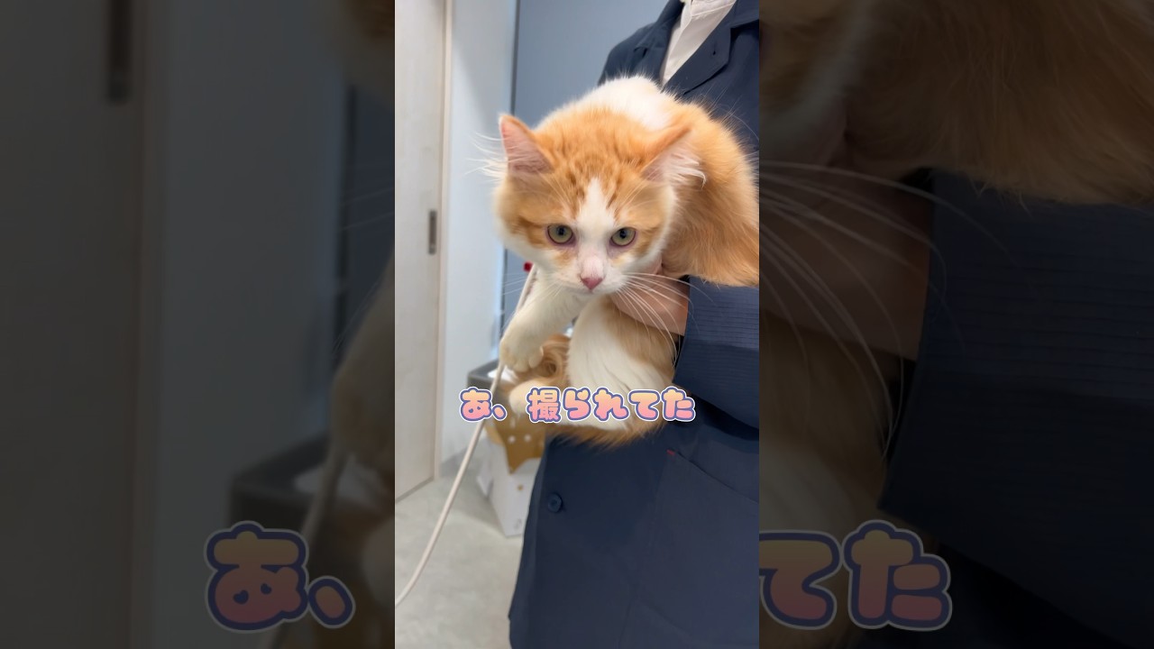 エコー中イタズラを企てるも全部撮られてた3ヶ月サイベリアン