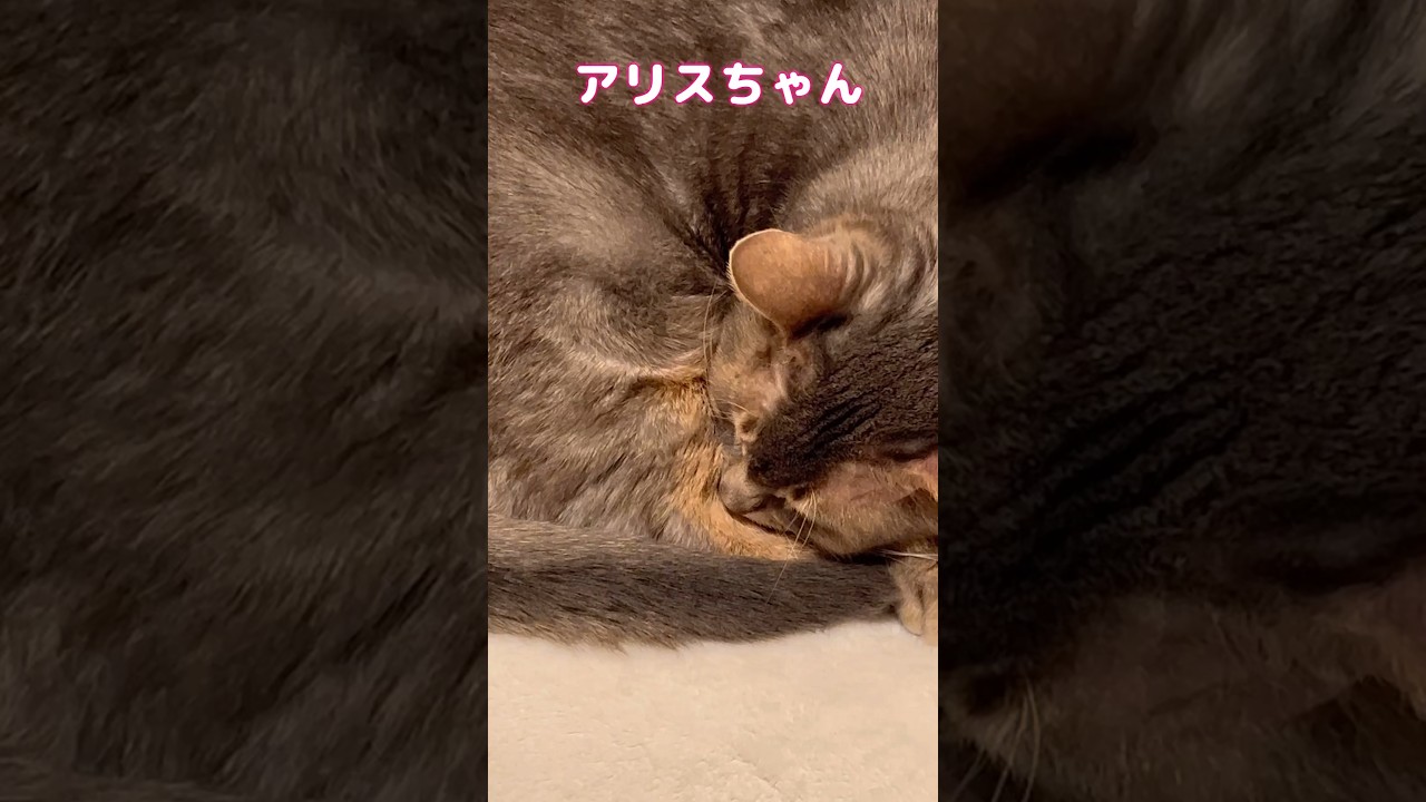 アンモニャイト #shorts #猫 #ねこ #アビシニアン #cat #まな猫