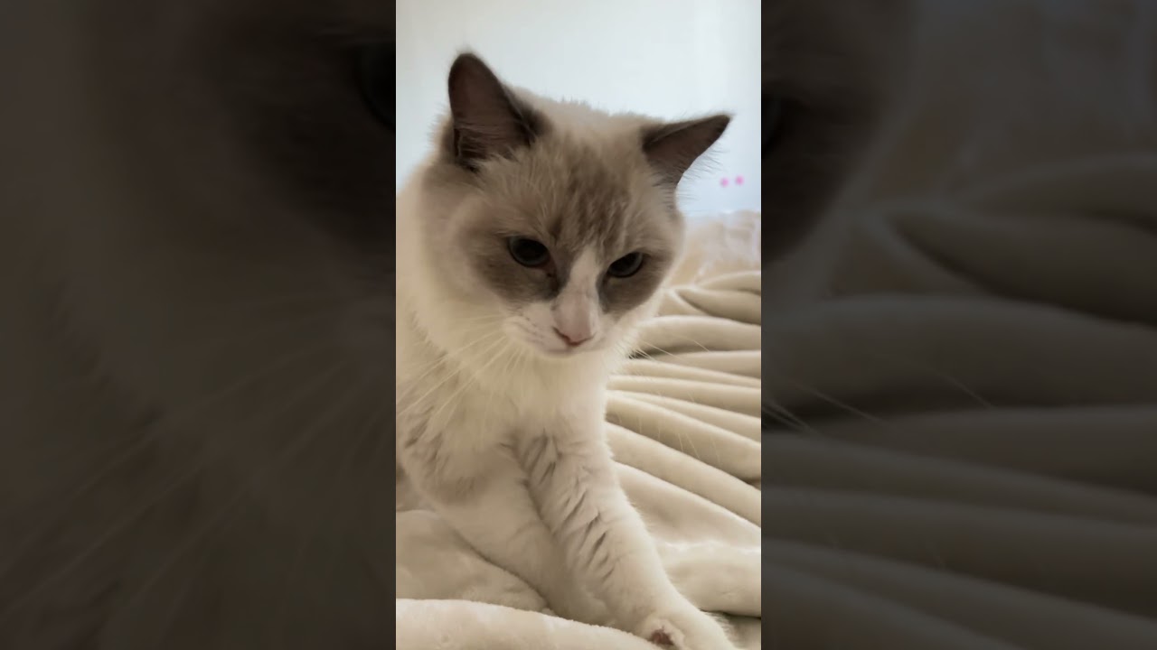 ふみふみキティ #ラグドール #眼振 #ragdoll #cat #बिल्ली #kошка #kucing #gato #kedi #shorts