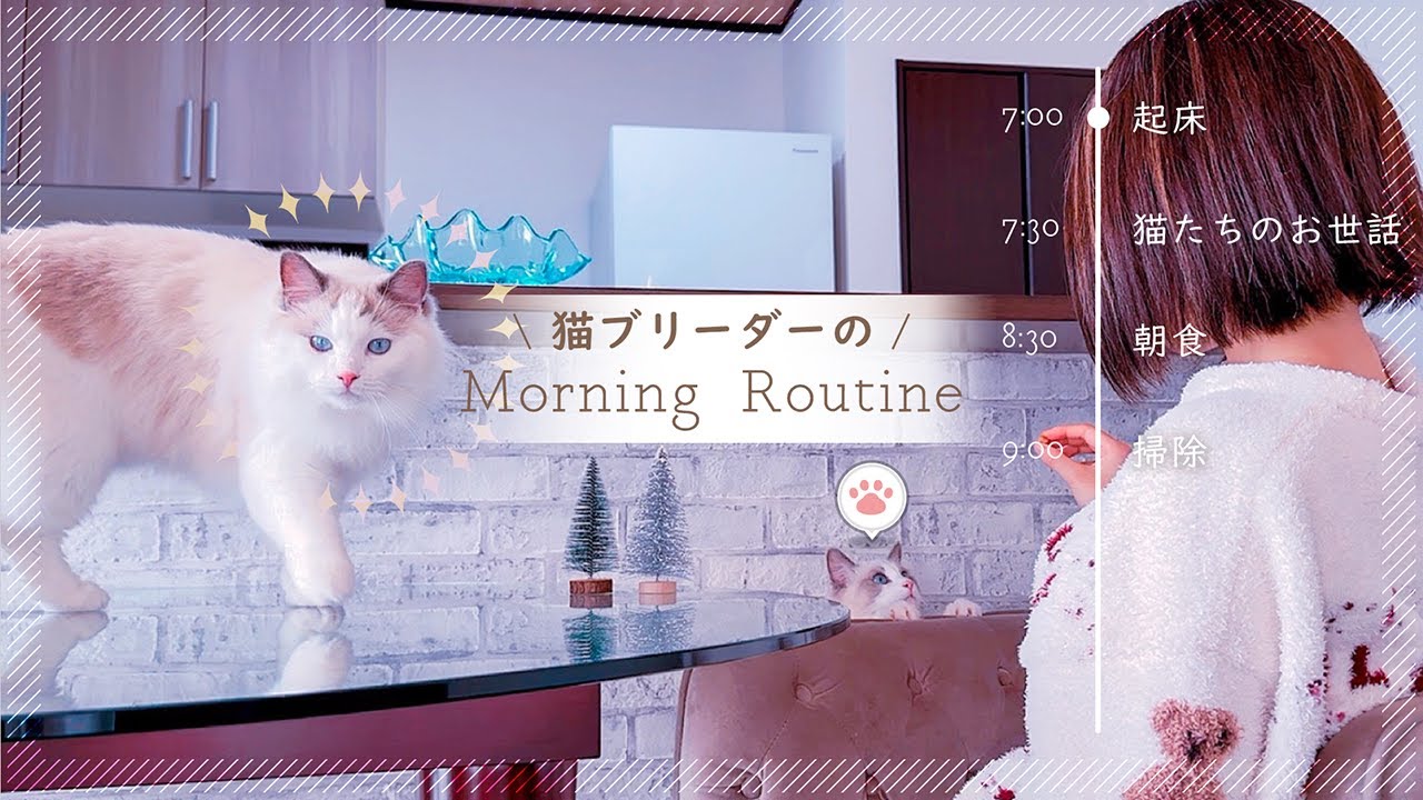 【モーニングルーティン】田舎のお家でのんびり暮らす猫ブリーダーの朝　#pets #猫 #ラグドール #ブリーダー直販