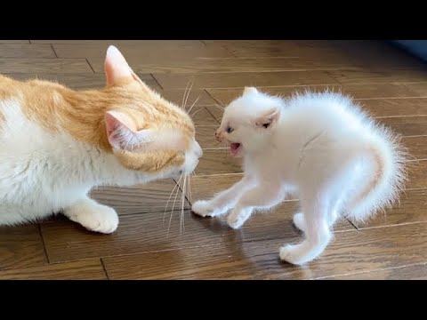 至近距離に驚く子猫