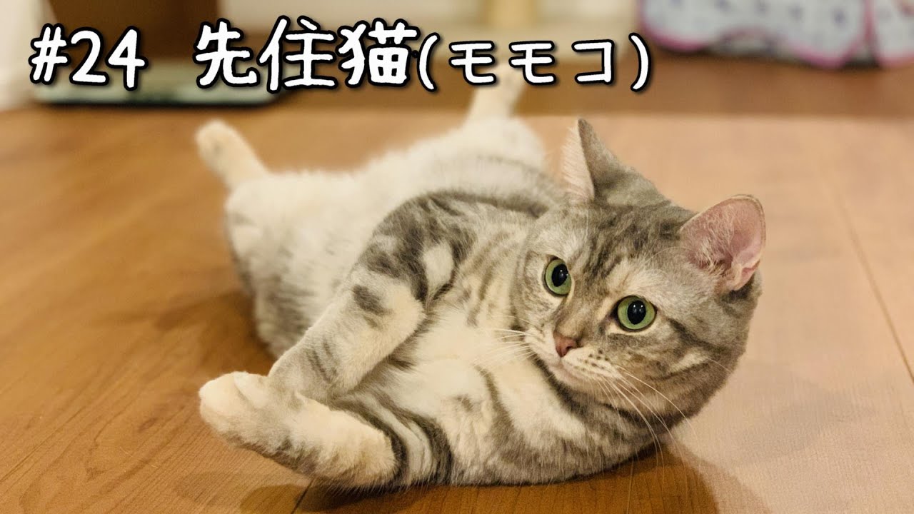 先住猫モモコはこんな子です！足長マンチカン女子