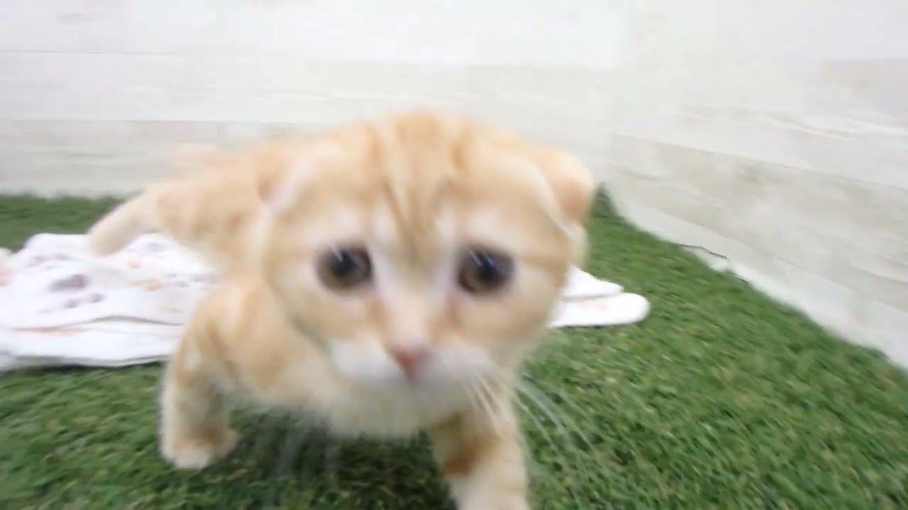 Coo&RIKU　No00656151 スコティッシュフォールド