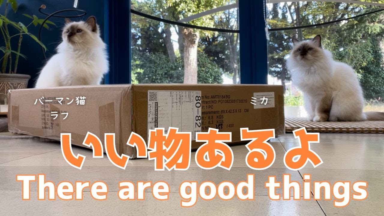 バーマン猫ミカとラフとウリとガブ【いい物あるよ】There are good things（バーマン猫）Birman/Cat