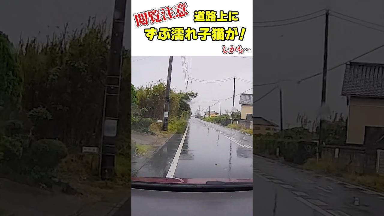 道路上でずぶ濡れになっていた子猫を運転中に発見、緊急保護しました！　#Shorts #子猫保護 #ドラレコ