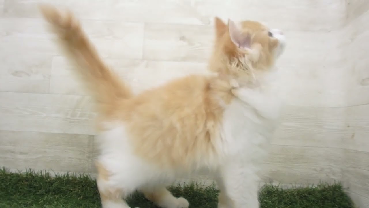 ペットショップcoo&riku No.00658133 ラガマフィン