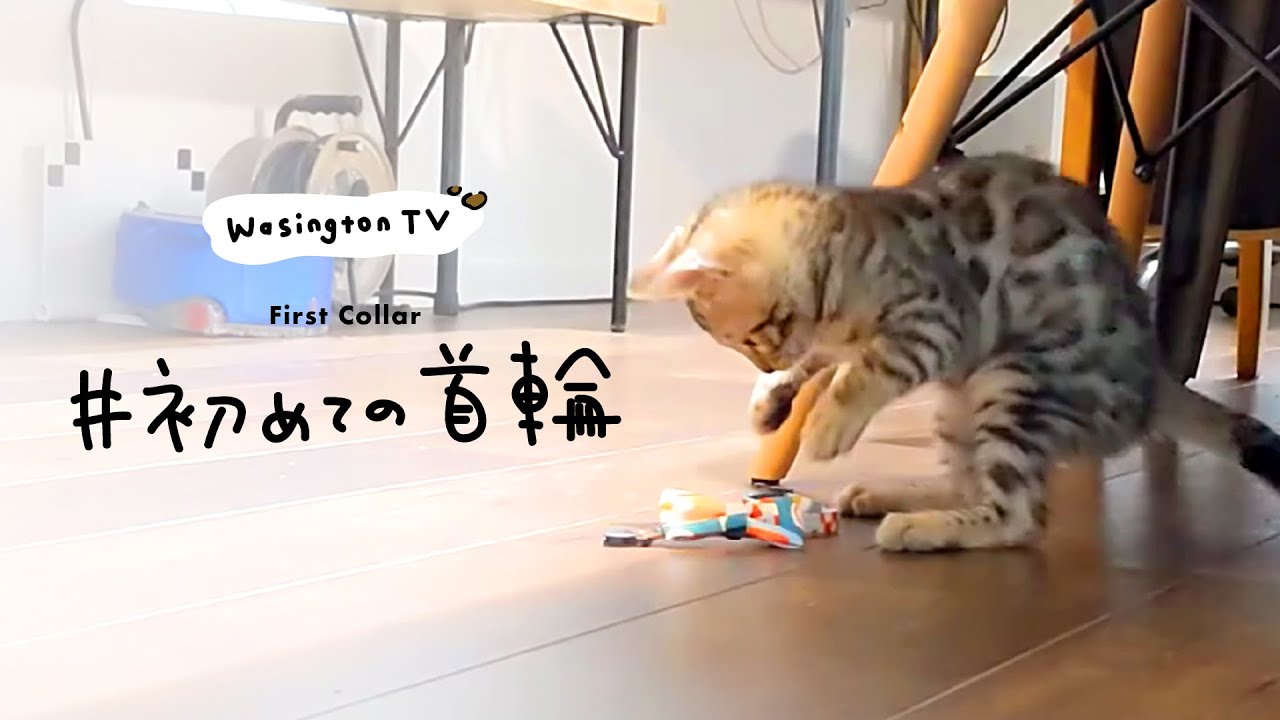 ベンガル猫のワシントンさん（オス・3か月） #初めての首輪