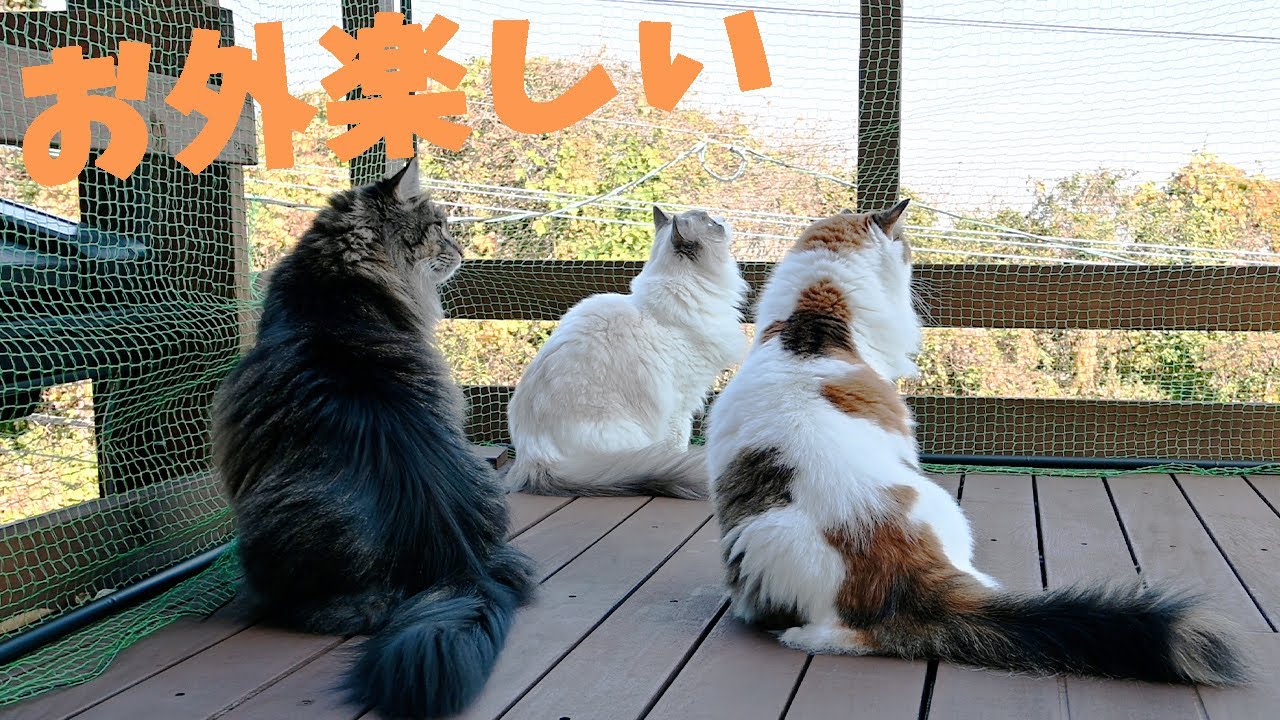 秋を楽しむ猫達に癒されます、しっかり者のラグドールは入念なパトロール、サイベリアンはひたすら虫を探し、メインクーンは落ち葉に夢中です