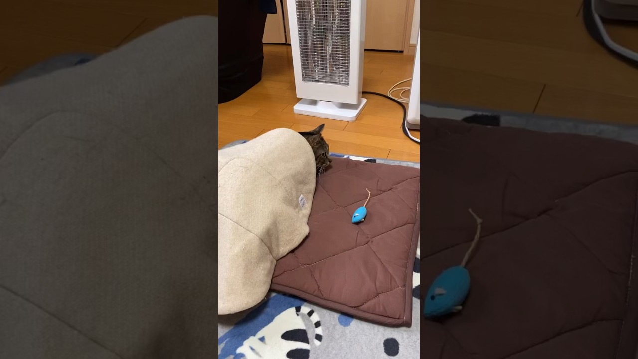 罠？！#shorts #猫#キジトラ#ソマリ