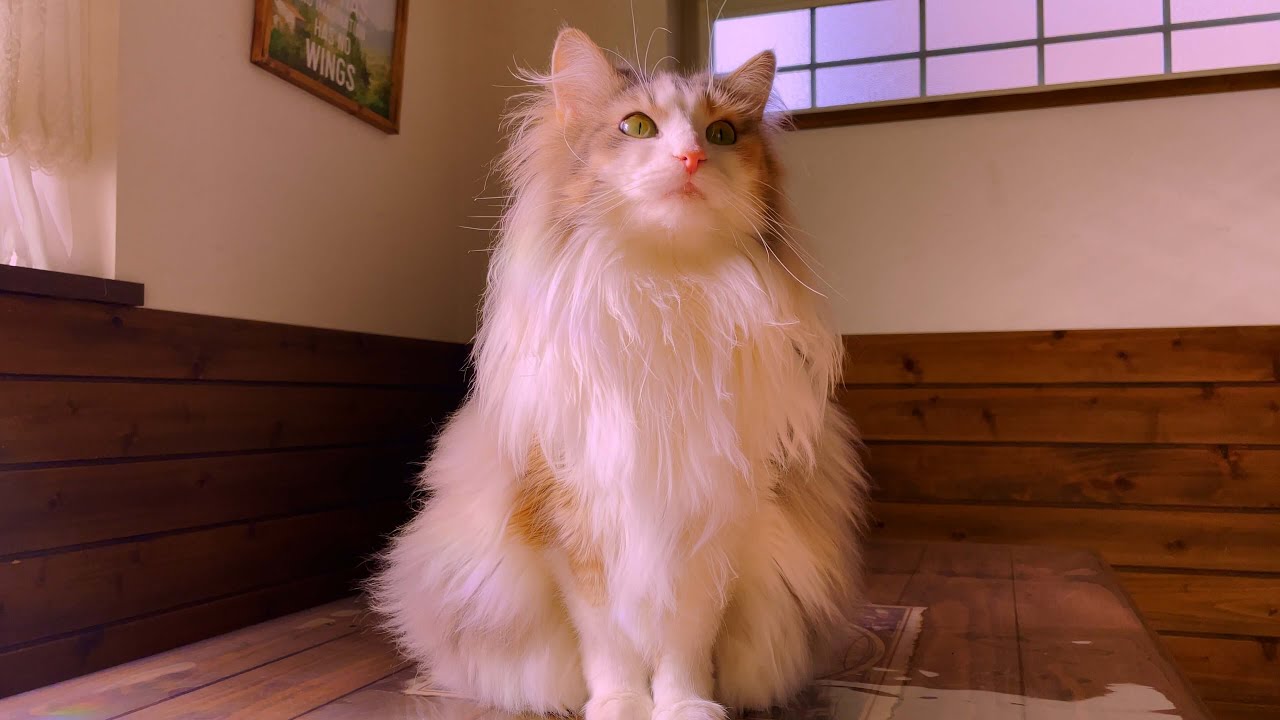 可愛く撮れたパリス集［ノルウェージャンフォレストキャット］