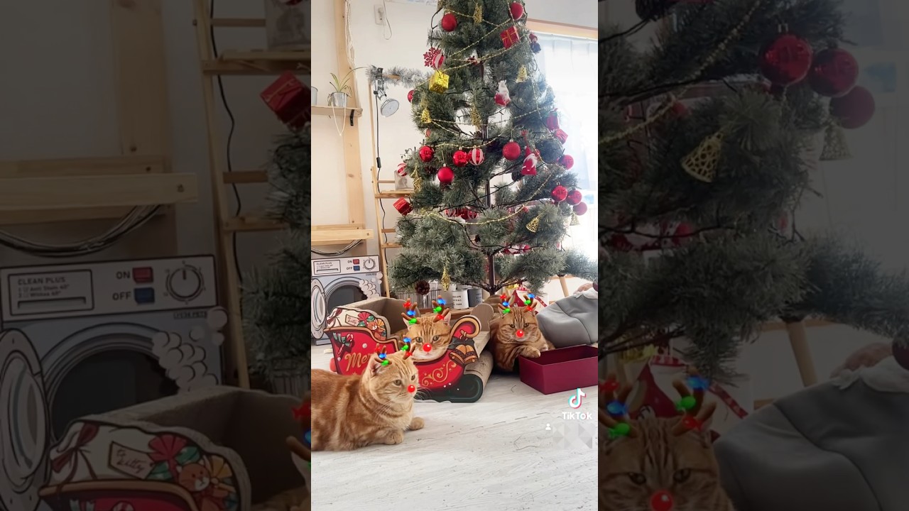 『そろそろだな』『ああ...そろそろだ』 #猫 #マンチカン #shorts